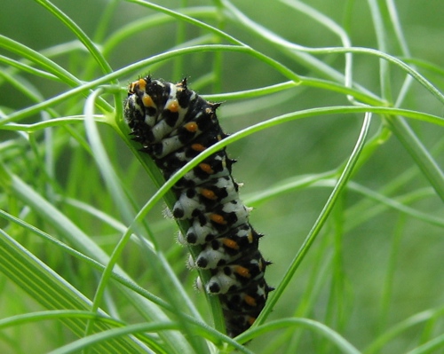 Strano bruchetto nero